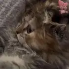 بسه سكوتش انثى للبيع