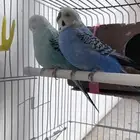 طيور الحب (بادجي)