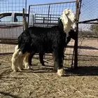 خرفان نجد ذبائح