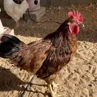 ديكه لوهمان