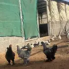 دجاج براهما