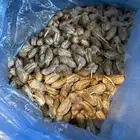 نواة التمر سكري (فصم - عبس