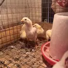 فروخ شامو ياباني