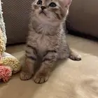قط لتبني