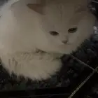 قط للتبني صحته سليمه