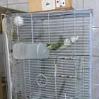 زوج طيور روز البينو منتج