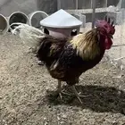 ديك لوهمان