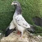 طبات باكستاني ( تم البيع )