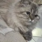 قطه منزليه نوع شيرازي مع اغراضها عالسوم