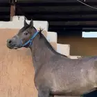 مهر واهو قطعه فاخره