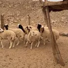 رخال نعيميات