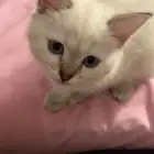 قط سكوتش ستريت