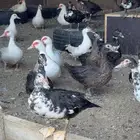 بط مصري او مسكوفي