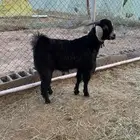 تيس عارضي بلدي