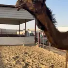 قعود