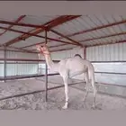 للبيع بكره طيبه