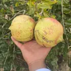 رمان جوف ال معمر