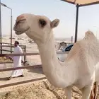 سلام عليكم اعرض لكم بكره وضحى مقنوي