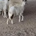 للبيع رخل كفو فل شحم .