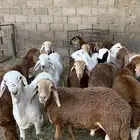 سواكن مرابي 4 شهور