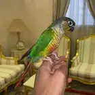 كنيور يلو سايد ((تم البيع )) فاخر من الاخر