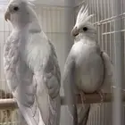 جوز كروان هبي هايد