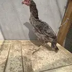 دجاجه سندية