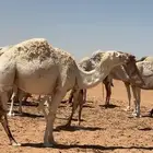 بكره رباع طيبة للبيع المستعجل تم اضافة فديو - الرفيعة