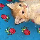 قط تبني سليم سبب التبني الكثره ابغا من يخاف الله فيها