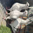 زاجل ايس ثلاث حبات ايس وحبه شذري