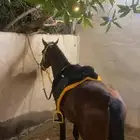 حصان شيخ البيع العاجل