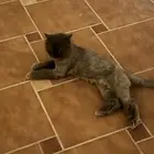 قطوه