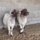 فحول نعيم. الموقع. محافظة الغاط