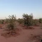 قريه حريمل -ابوراكه -الوجه