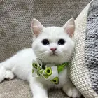 قطه سكوتش ستريت