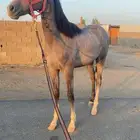 مهر شعبي