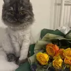 قط ذكر تبني (مجاني) معقم مطعم عمره سنه وشوي  لعوب حنون جدا