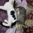 قطط للتبني بدون شي بلاش