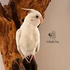 كروان البينو اليف وهدد داخلي ماشاءالله