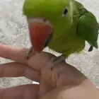 ببغاء الدرة هندية للبيع اثنين واحد ذكر واحد أنثى