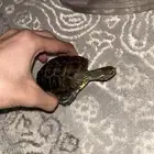 سلحفاة عمره تقريبا  خمس شهور مع الاكل