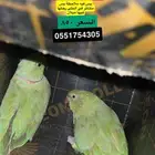 للبيع جوز درة منتج حجم سوبر جامبو