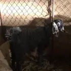 للبيع جفره طيبه شحم ولحم شرط