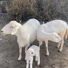 ثنتين من  الضان جمع وحده تحتها طلي والثانيه دافع