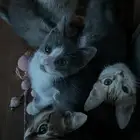 قطط للتبني