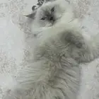 قطو ذكر لتزاوج