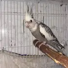 زوج كروان هولندي   البينو مع فروخه