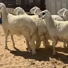 خرفان حريات