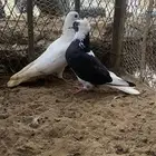 حمام قطايف