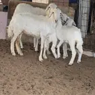 غنم حريه عدد 2 متابيع